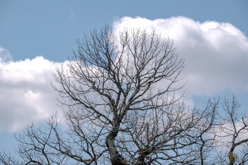 大木と雲 / Big tree and clouds