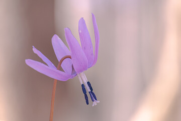 カタクリの花 / Dogtooth violet