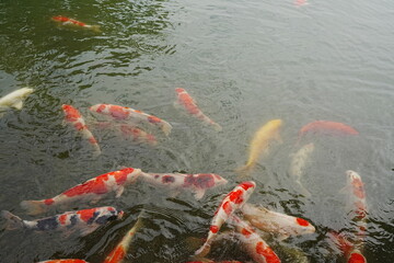 Colorful Fish, traditional Japanese Koi Carp swimming in pond, isolated - カラフル 鯉 池
