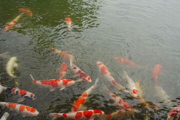 Colorful Fish, traditional Japanese Koi Carp swimming in pond, isolated - カラフル 鯉 池
