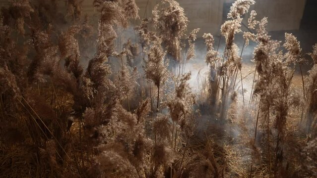 Decorative dry pampas grass in backlight