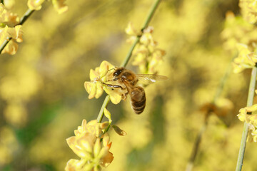a honey bee collects honey on a flower, bee on a yellow flower close up on a sunny spring day