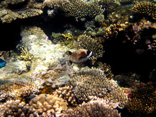 Fabulously beautiful coral reef and its inhabitants in the Red Sea, Egypt