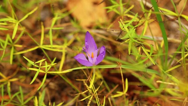 Closeup video of purple Crocus vernus plant blooming in the field