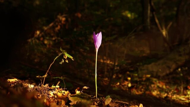 Closeup video of purple Crocus vernus flower blooming in the forest