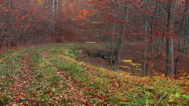 Cute dog walking in the autumn forest covered with fallen leaves