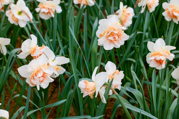 close up with beautiful flowers from the park in a blurred background