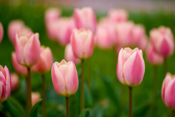 the beautiful image with the tulip in the park