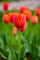 Fototapeta premium the beautiful image with the tulip in the park