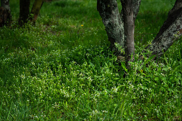 Spring green grass. The beginning of spring. Garden in early spring. Soil in the garden. Grass...