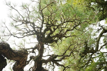 Fototapeta premium Pine Tree of Japanese Garden at Ritsurin Garden Park in Takamatsu, Kagawa, Japan - 日本 香川 高松 栗林公園 日本庭園 松