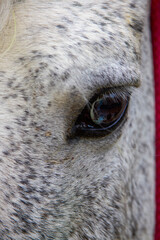 close up image with a horse's eye