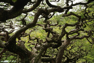 Pine Tree of Japanese Garden at Ritsurin Garden Park in Takamatsu, Kagawa, Japan - 日本 香川...