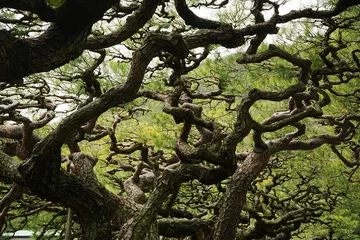 Fotobehang Pine Tree of Japanese Garden at Ritsurin Garden Park in Takamatsu, Kagawa, Japan - 日本 香川 高松 栗林公園 日本庭園 松 © Eric Akashi