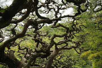 Pine Tree of Japanese Garden at Ritsurin Garden Park in Takamatsu, Kagawa, Japan - 日本 香川 高松 栗林公園 日本庭園 松