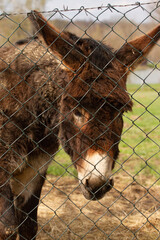 Portrait of a sad pony behind a net in a paddock.