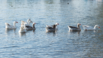 grupo de patos y gansos nadando en una laguna argentina con sol de atardecer