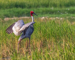 Sarus Crane ready to take off to fly