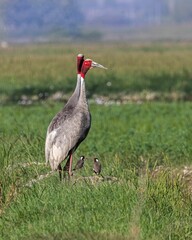 Couple of crane birds resting in a paddy field