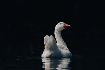 Obraz premium Domestic goose (Anser anser) floating in a reflective river on a dark background