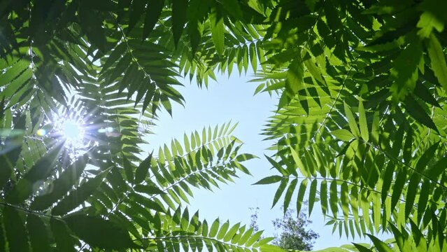 Green fresh leaves lighted by the sun against blue sky