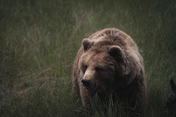 Grizzly bear (Ursus arctos horribilis) walking around in a grass field