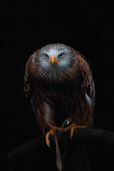 Red kite (Milvus milvus) perched on a tree branch isolated on black background with copy space