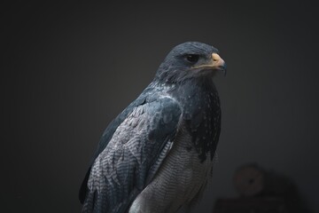 Close up of a Black-chested buzzard-eagle (Geranoaetus melanoleucus) on a blurred background