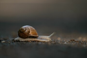 Close up of a snail (Gastropoda) creeping on the ground