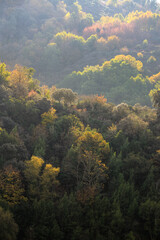 First autumn symptoms of changes in the color of the leaves of the trees