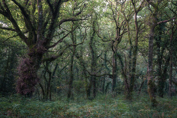 Menacing look of a dark overgrown oak forest