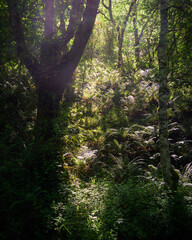 Rays of light cross the forest and illuminate the ferns