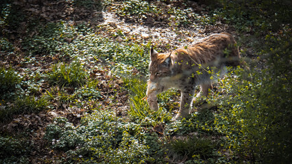 Luchs, Wildtier, Großkatze, Katze, Tier, Luchs mit Beute