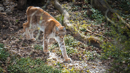 Luchs, Wildtier, Großkatze, Katze, Tier