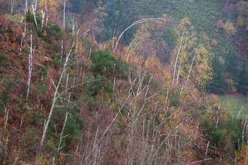 White trunks of dead birch trees stand out among the new vegetation