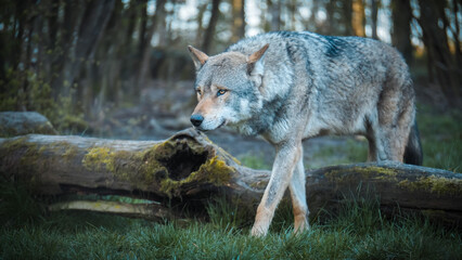 wölfe, wolf, wildtier, wolfsgeheul, lupus