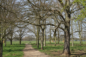 tree in spring