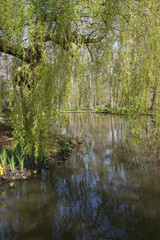 Obraz premium reflection of trees in the water