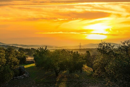 Scenic view of an olive grove under the golden cloudy sunset sky in Canyelles, Barcelona