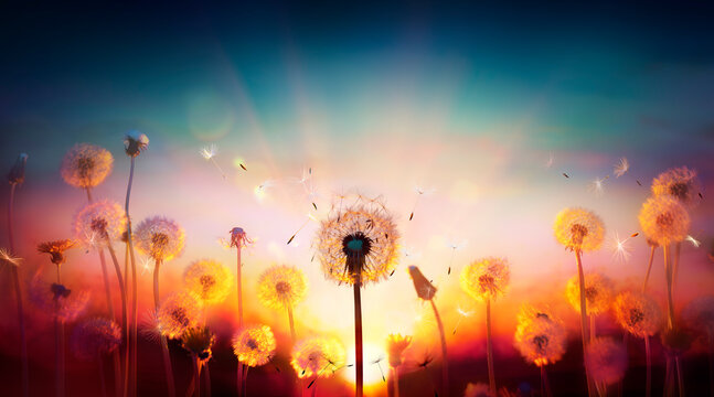 Dandelions At Sunset With Flying Seeds In Abstract Defocused Field  - Freedom And Allergy Concept