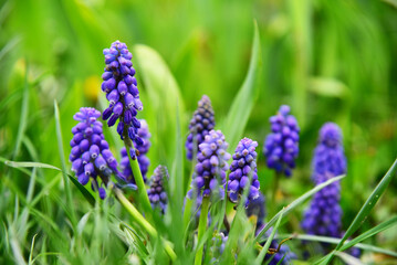 Blooming Muscari flowers springtime blosoom