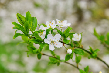 Spring white blossom flowers on a tree branch
