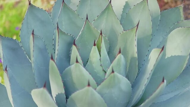 Close up of agave cactus with tilt up
