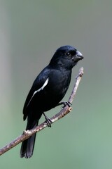 Vertical shot of Cuban Bullfinch bird on a branch against blur background