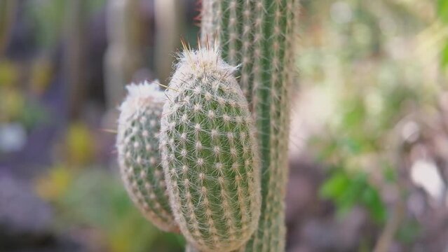 Neobuxbaumia polylopha, cone cactus, golden saguaro
