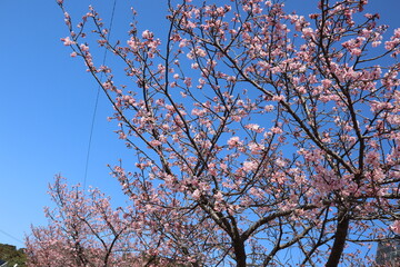 河津桜と青空