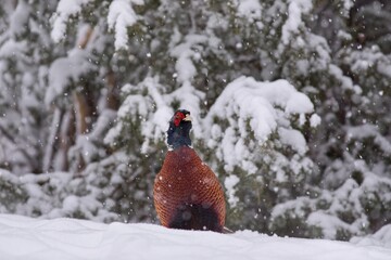 Male common pheasant (Phasianus colchicus) ploughing through snow during heavy snowfall.