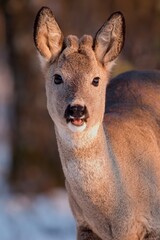 Golden-hour portrait of a cute young roe buck (Capreolus capreolus) with tiny velvet antlers on a cold winter day. His mouth is open as he is staring