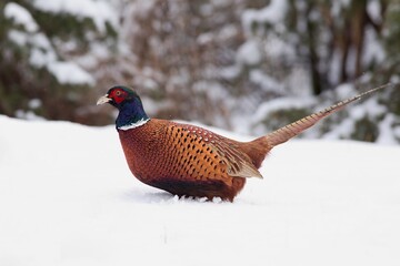 Male common pheasant (Phasianus colchicus) in snow in the middle of winter