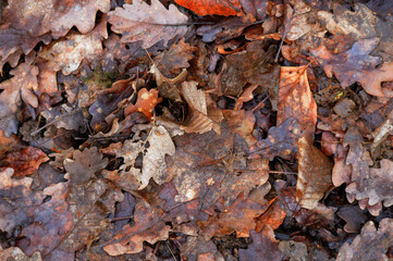 fallen oak leaves on the ground in the forest, close-up
